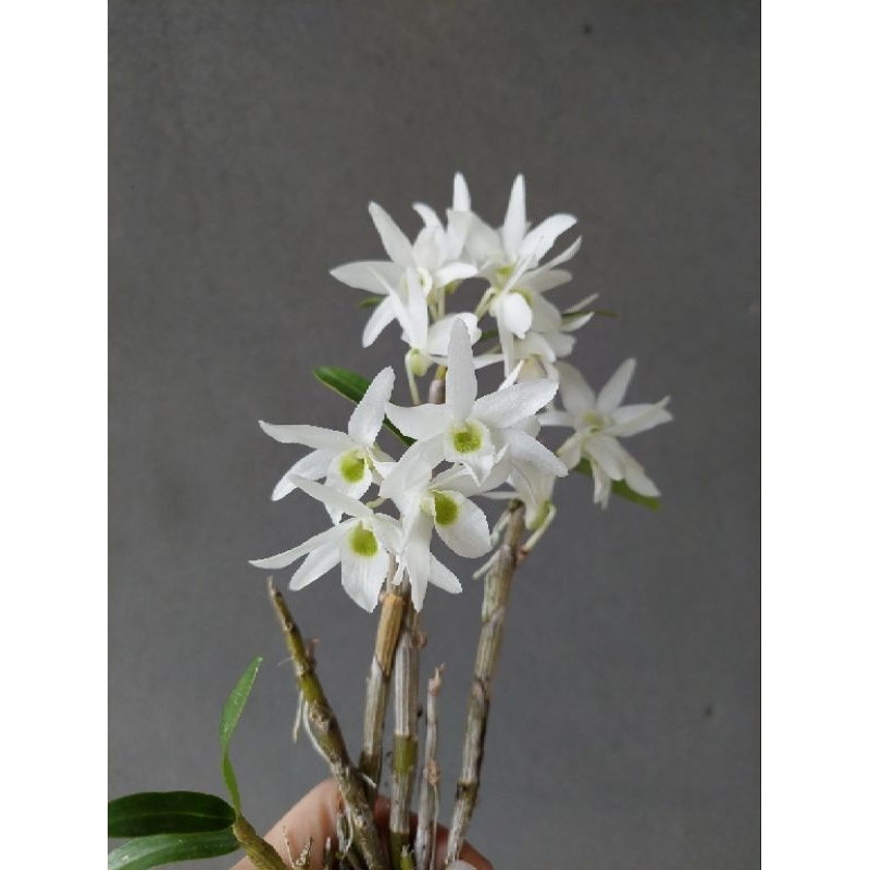Dendrobium moniliforme/日本長生蘭/會香/矮種不會長很大喔/小型石斛