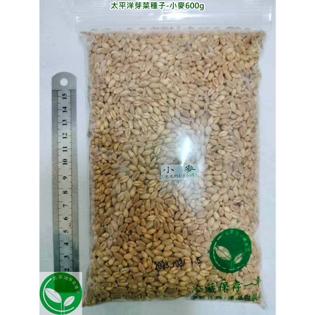 貓草種子/小麥種子600g-澳洲(黃小麥)-約15000顆-可水耕/土耕/煮食-85%以上高發芽率-芽菜種子/生菜種子