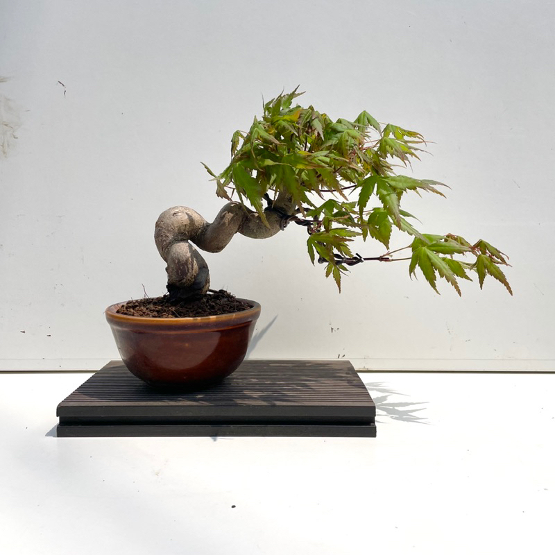 《野趣小品盆栽》日本進口🇯🇵山槭（扭轉）