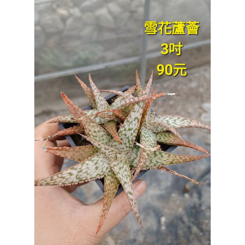雪花蘆薈 3頭 3吋盆 實拍