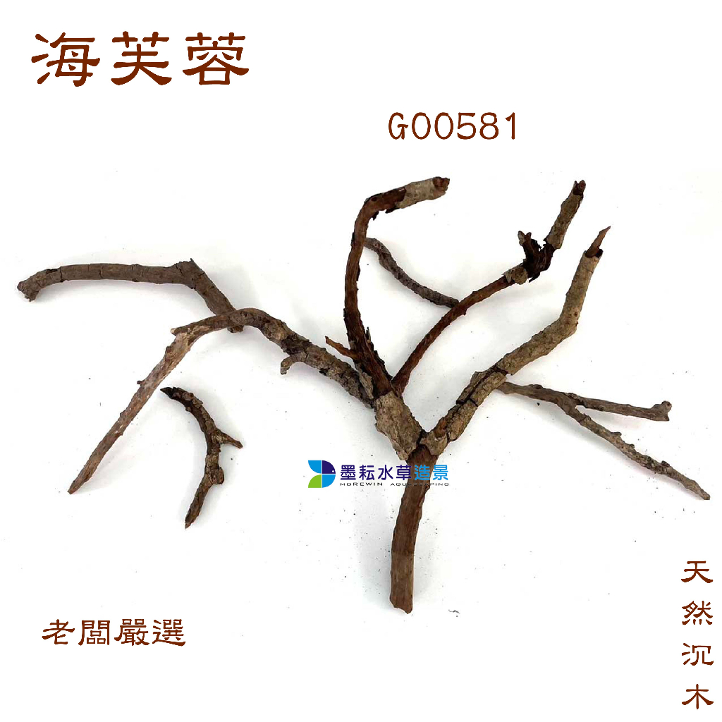 @墨耘@沉木 海芙蓉 G00581 $599 樹狀 樹型 老闆嚴選 天然 蝦屋 蝦木 魚蝦 躲藏 造景 莫絲樹 小榕樹