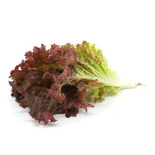 紅帆萵苣種子~Red Sails Leaf Lettuce~顏色漂亮，優良生菜食材