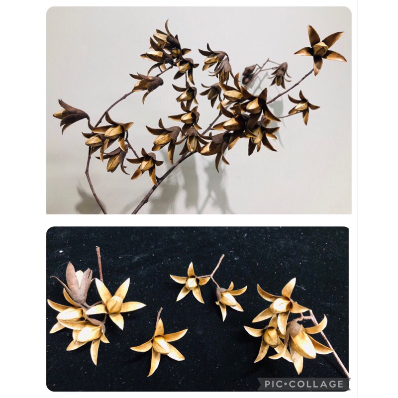 🌱 有種絕美🌸香椿果實 木質蒴果 乾燥素材 種子裝飾 拍照道具 植物教材 收藏 單顆/成串