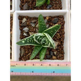 多肉植物,百合科/十二之卷/阿福科,天使之淚側芽(星夢園出品百合