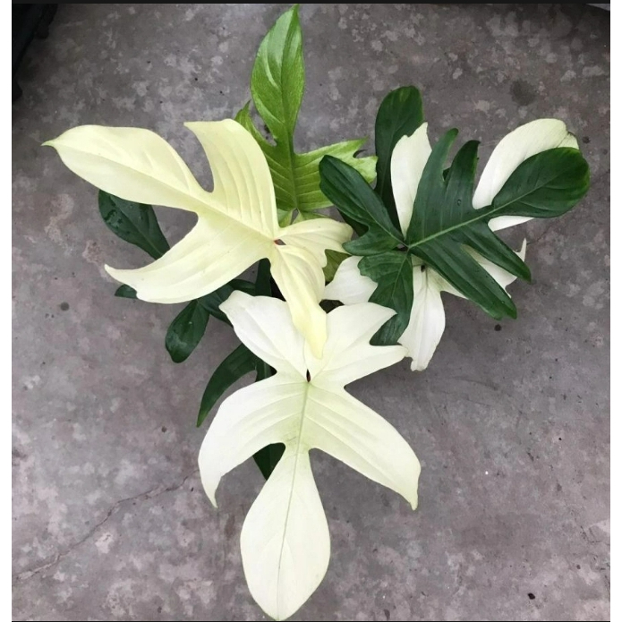 Philodendron Florida Ghost幽靈龍爪蔓綠絨瓶苗