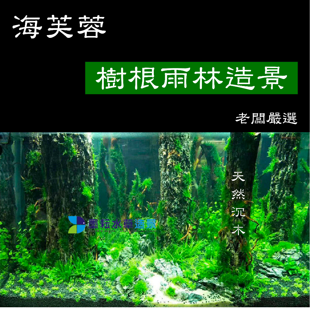 @墨耘@海芙蓉 樹根 水族 造景 木材 流木 沉木 老闆嚴選 樹幹 直條 雨林 造景 森林景 棲息木 兩棲