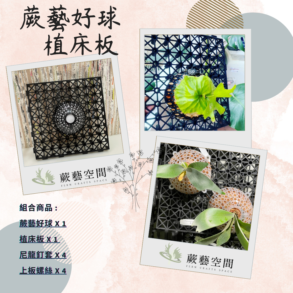 [蕨藝好球v2.0- 植床板組合] 鹿角蕨上板 可用於蘭科,空氣鳳梨,附生植物