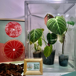 現貨｜植感植物悶箱｜斑啾選貨｜觀葉植物｜雨林｜植物箱｜景觀箱｜高透加厚款｜磁吸門片｜高濕度｜白龜｜室內植物｜盆栽