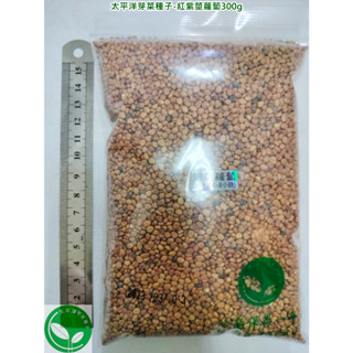 【太平洋芽菜種子】紅紫莖蘿蔔種子300g約30000顆-美國進口葉用小蘿蔔-可水耕/土耕/煮食-三日苗/綠拿鐵/生菜種子