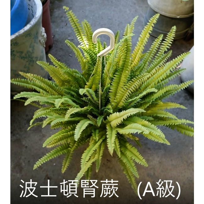 花花世界-觀葉植物**波士頓腎蕨**波斯頓腎蕨/5-6吋吊盆/高10-15cm/MA