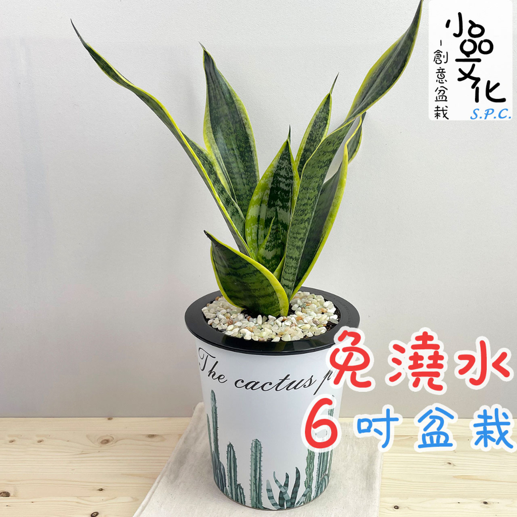 【小品文化】長葉金邊虎尾蘭【現貨】6吋杯子免澆水盆栽 室內植物 室內盆栽 懶人盆栽 觀葉植物 水培植物 水培盆栽 植栽