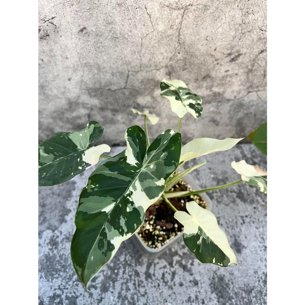 植享i生活-沖繩銀海芋/觀葉植物/室內植物/小品盆栽
