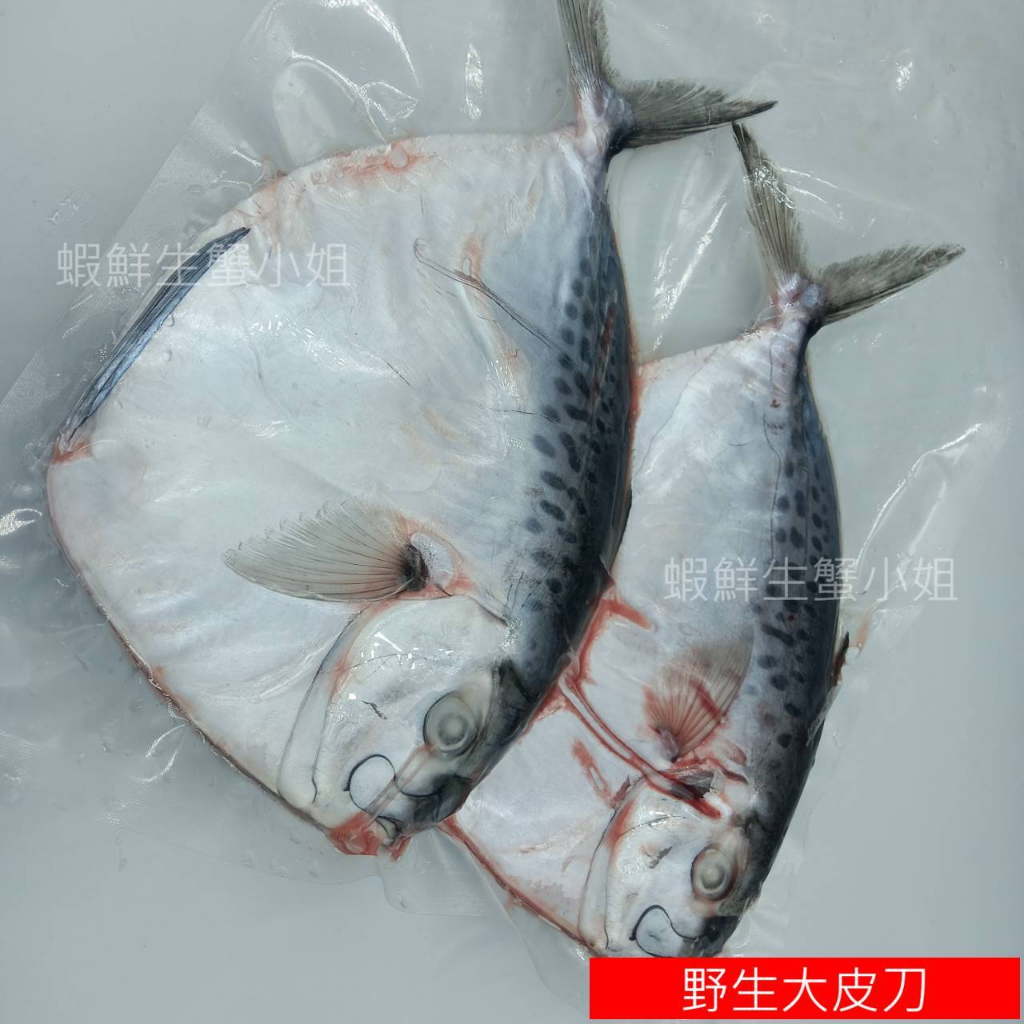 【海鮮7-11】野生皮刀魚   2隻/包  ◎台灣海域新鮮捕撈上岸！ ◎肉質鮮甜、細軟 **單包120元**