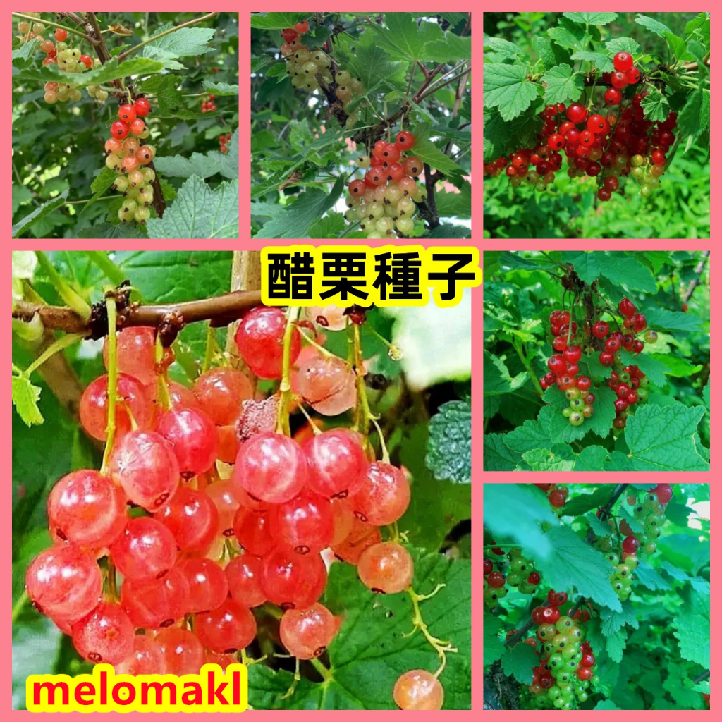 🍓台灣💋🔥🔥醋栗種子 燈籠果 莓果種子 醋栗科植株山麻子的果實49元5粒 高營養水果種子 庭院種植