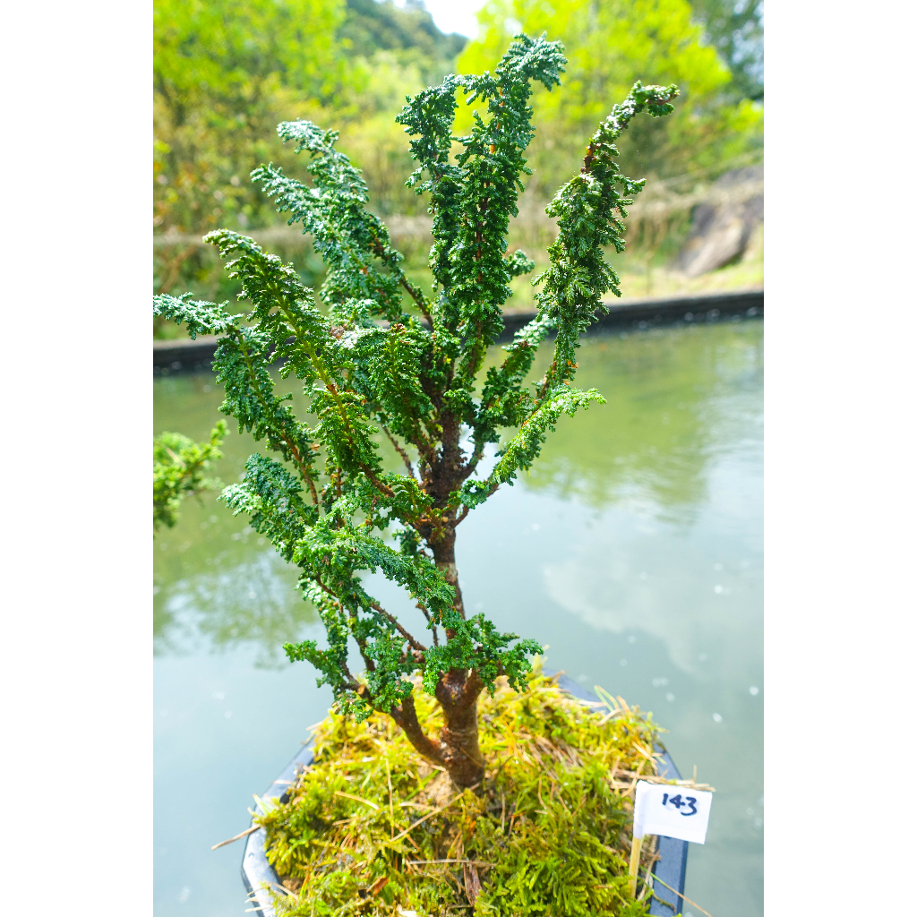 #143六角盆 4年以上自培植健康翠綠療化心靈可愛日本石化檜