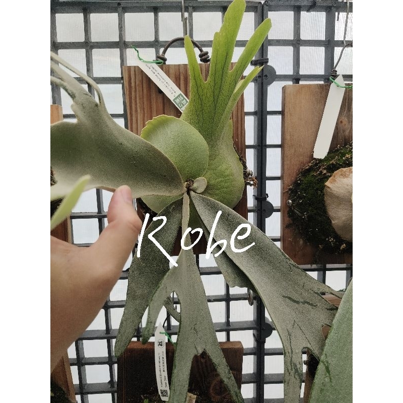 yellow moon spore的價格推薦- 2025年9月| 比價比個夠BigGo