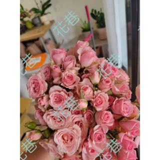 花巷-佛萊特 樹玫瑰/樹玫瑰品種/嫁接樹玫瑰/開花植物/綠化植物/4吋