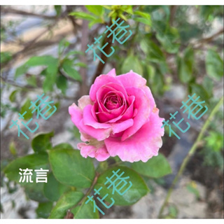 花巷-流言 樹玫瑰/樹玫瑰品種/嫁接樹玫瑰/開花植物/綠化植物/4吋