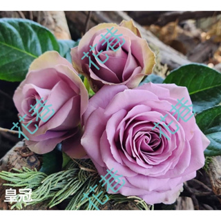 花巷-皇冠 樹玫瑰/樹玫瑰品種/嫁接樹玫瑰/開花植物/綠化植物/4吋
