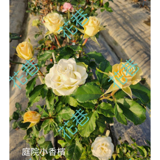 花巷-庭院小香檳 樹玫瑰/樹玫瑰品種/嫁接樹玫瑰/開花植物/綠化植物/4吋