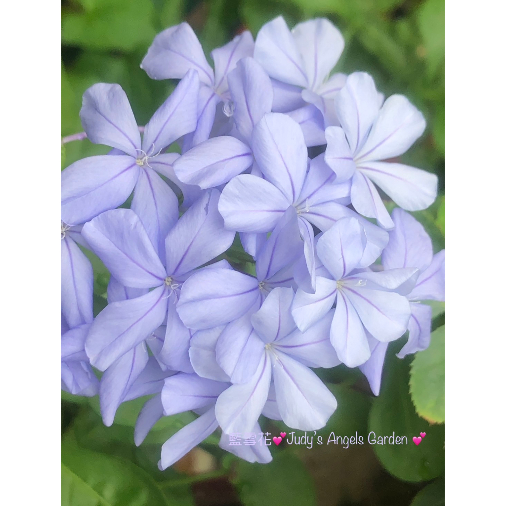 天使花園~💕藍雪花💕（四季開花)/ 3.5或4吋盆/高約20~45CM/藍色瀑布花海（售完）