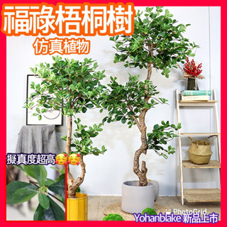 🌳模擬福祿梧桐樹🌳福祿桐 擬真綠植物 盆栽 假花 假植物 植物 室內設計 客廳裝飾 盆景擺件 落地景觀盆栽 模擬海棠花樹