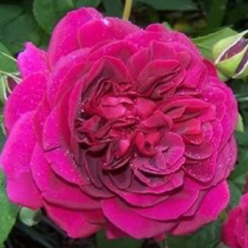 《黑影夫人》 🈶貨 ⭐️香水🌹 玫瑰花盆栽苗 🌹 玫瑰苗 🌹 玫瑰花苗 🌹 玫瑰盆花 🌹玫瑰花🌹
