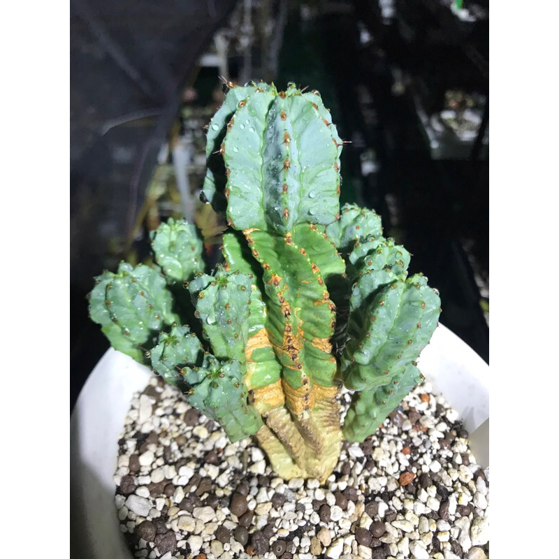 ［吾室］閃紅閣/吾室多肉植物 大戟科euphorbia fruticosa