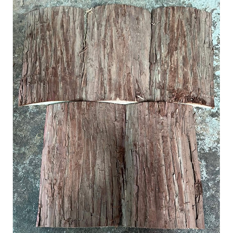 檜木 樹皮板 上板樹皮 蘭花 鹿角蕨