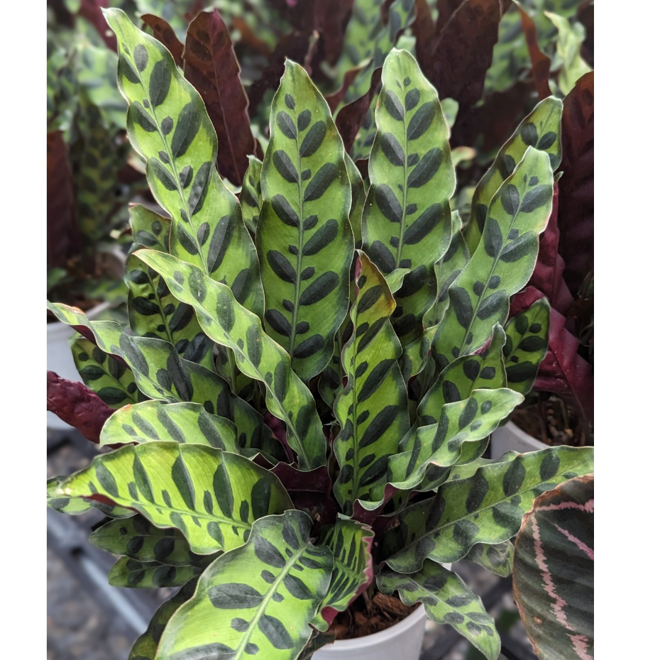 開心農元-觀葉植物- 劍尾竹芋 Calathea lancifolia
