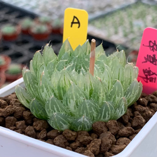 多肉植物 極選錦肉系列 一物一拍 翠雲錦極上斑 百合科 Haworthia｜狂買園藝 玉露錦