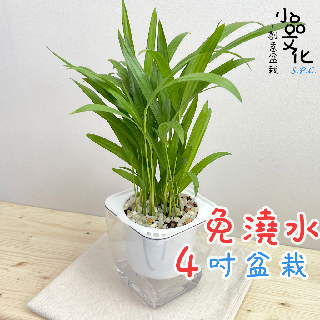 【小品文化】黃椰子【現貨】4吋透明免澆水盆栽 室內植物 懶人盆栽 觀葉植物 水培植物 水培盆栽 植栽