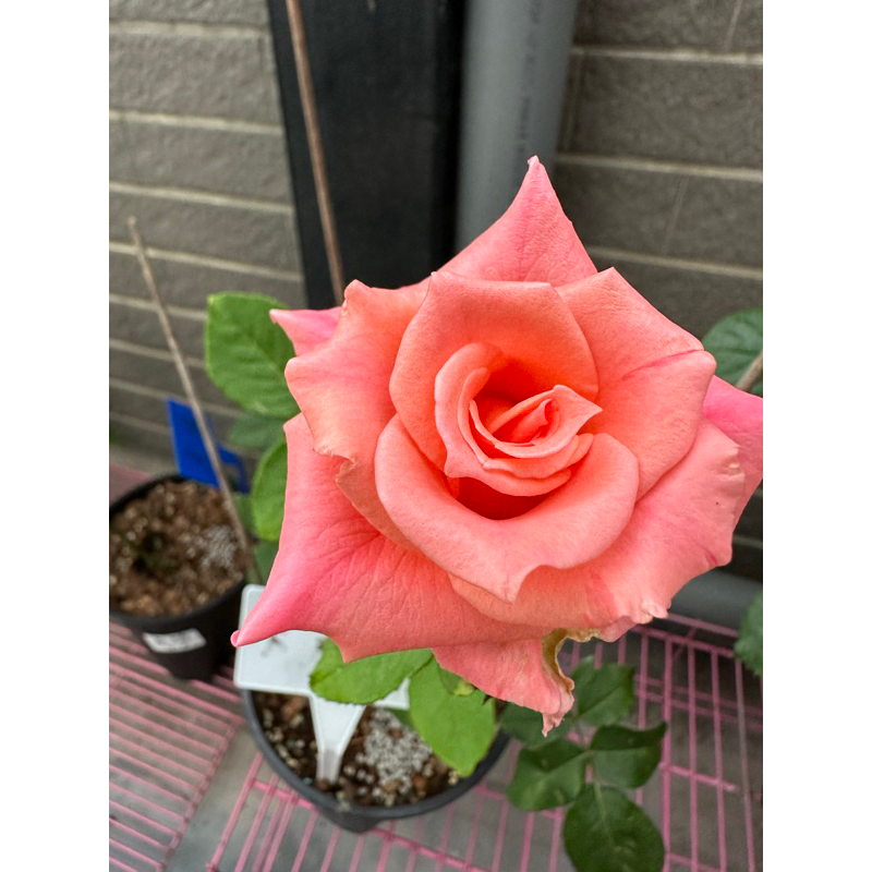 卡麗娜　Calina 玫瑰花 無刺  小苗 日本製 4吋 青山控根盆