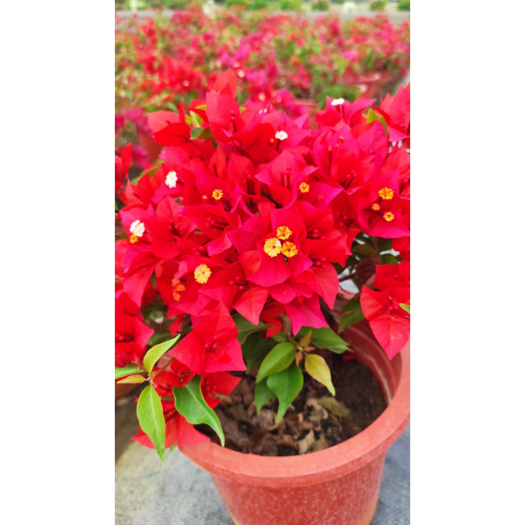 改良型新品種 8吋特大/7吋大盆<辣椒紅/熱情火辣>唯美仙系 九重葛/三角梅一盆一枝樹枝苗含盆 植栽盆栽花盆好心情