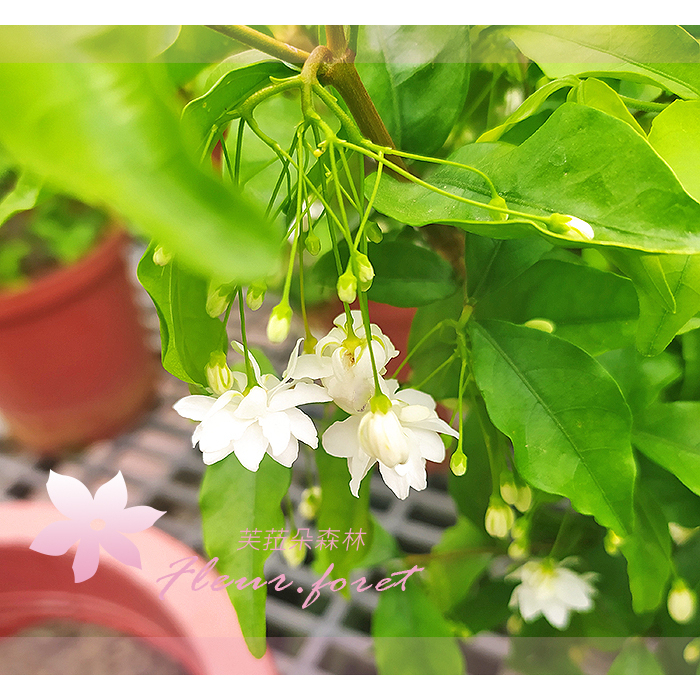 芙菈朵森林 香水梅 6-7吋盆 觀賞花卉 季節花卉 花苗