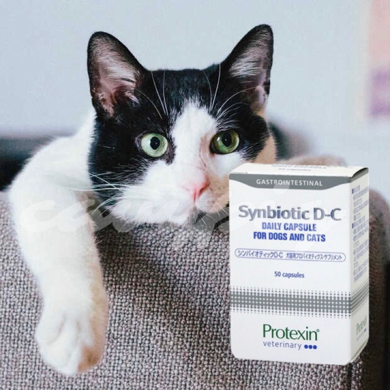 新版現貨✔️Protexin Synbiotic D-C  犬貓腸道益生菌           腸寶