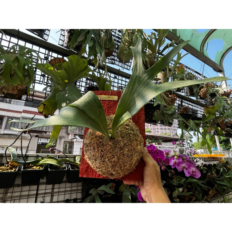 P. bifurcatum sp. white 🇯🇵日本白鹿 #鹿角蕨#觀葉植物#居家裝飾#送禮#新居落成#開業