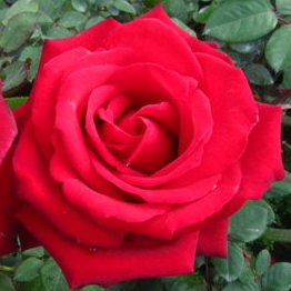 《珊曼莎》🈶貨🌹 玫瑰花盆栽苗 🌹 玫瑰苗 🌹 玫瑰花苗 🌹 玫瑰盆花 🌹玫瑰花🌹