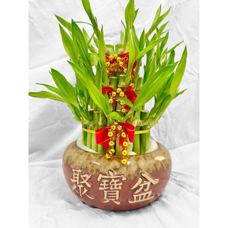 【D.Wei】聚寶盆系列 萬年青 開運竹 室內水耕植物 盆栽 開店送禮 招財 開運 風水 選舉 入厝 升遷 裝飾 居家