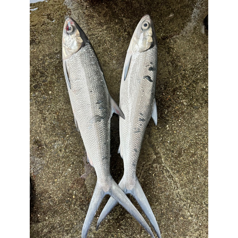 藍海鮮魚-大溪漁港每日現流「虱目魚 海虱目魚 野生虱目魚」