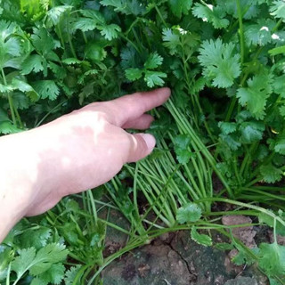 🔥臺灣🔥【柒柒後花園】香菜種子四季易種耐熱庭院盆栽大葉小葉香菜籽菜種子高産蔬菜種子