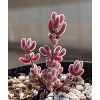 【肉嘟嘟種子】稀有紅葉枝幹番杏種子（10粒裝）多肉植物種子 枝幹
