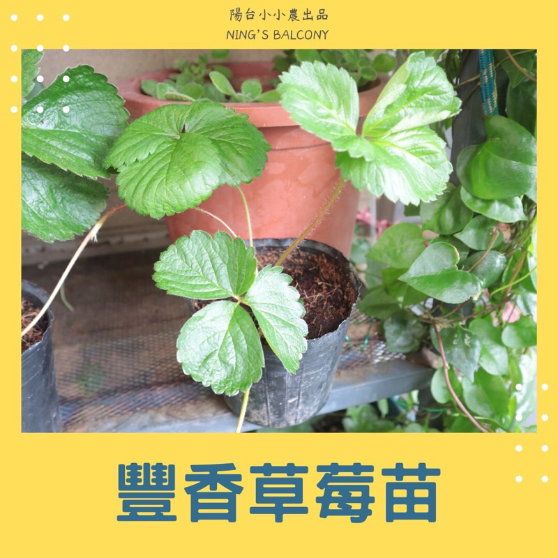 蔬果植物 — 豐香草莓苗 3吋盆 走莖苗 草莓苗