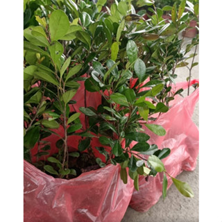 一禪種苗園-適合作為庭院樹/盆栽樹<象牙木/黑皮仔>常綠小喬木-3吋盆