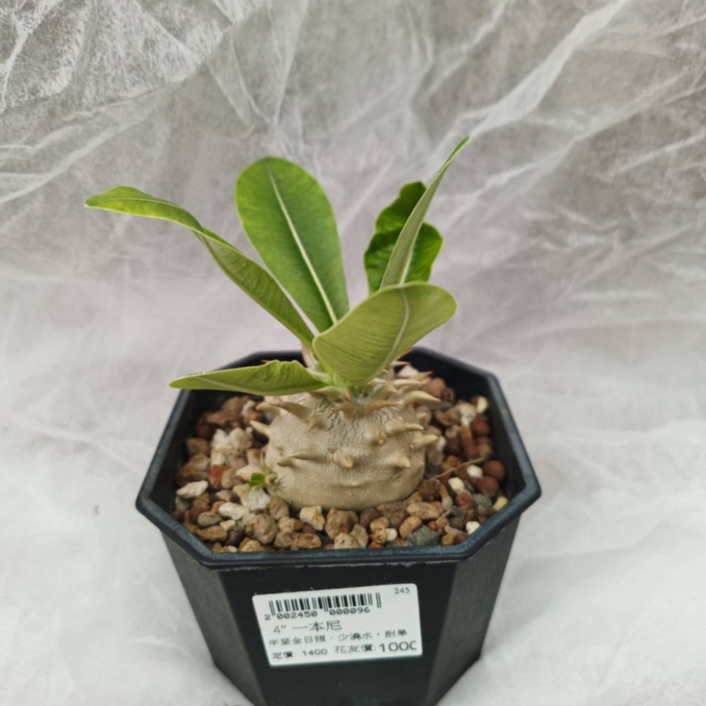 【埔茂花市】✦ 4吋 一本尼 Pachypodium eburneum 塊根植物 潮流植物