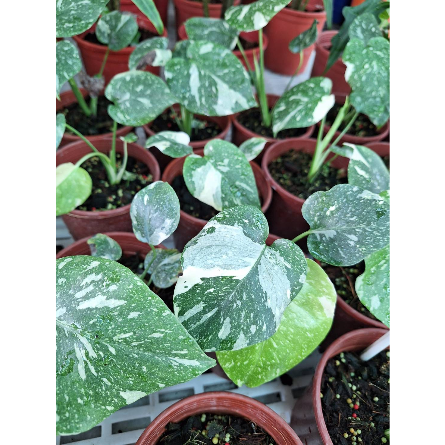 ☈綠玫☈觀葉植物☈泰斑龜背芋(斑紋僅參考/多少有焦葉)☈5/6吋