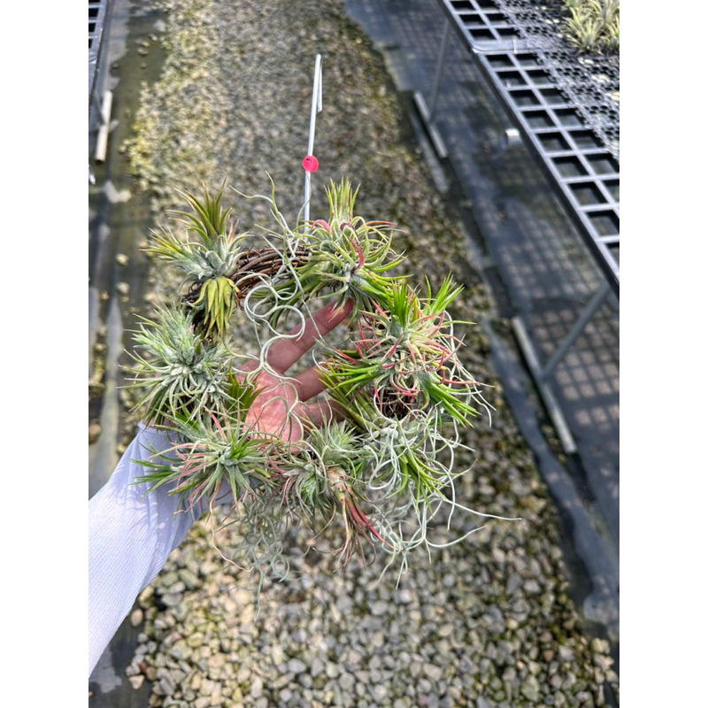 福果藤圈（直徑約15公分）超值特價～冬天開花會紅通通很美--空氣鳳梨 Tillandisia-婚禮小物-小植栽