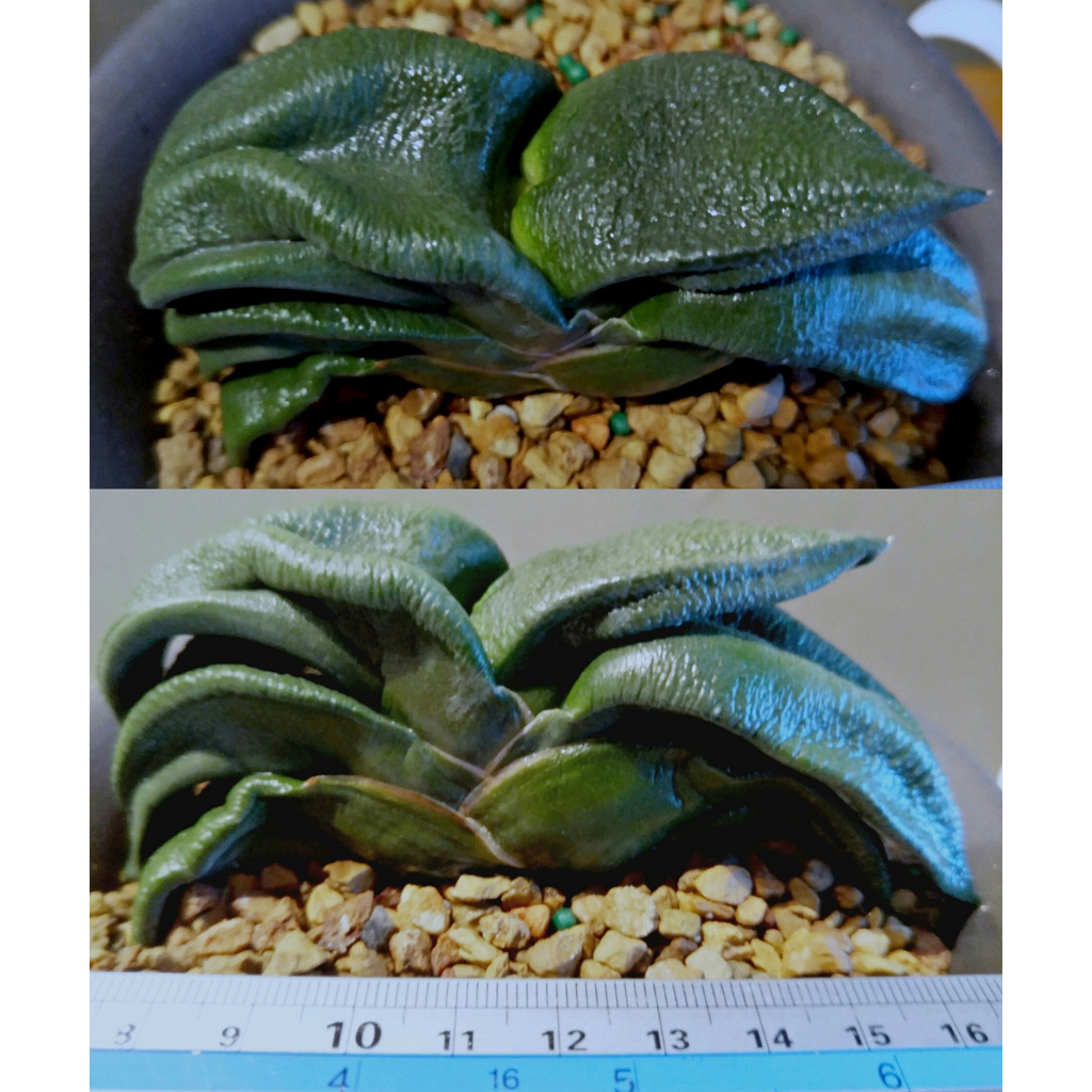 超暴力特隆骨極肥皺肌臥牛_售大側芽（圖一為母株）_多肉_百合科_脫盆寄送_如需附盆請說明_限台灣本島