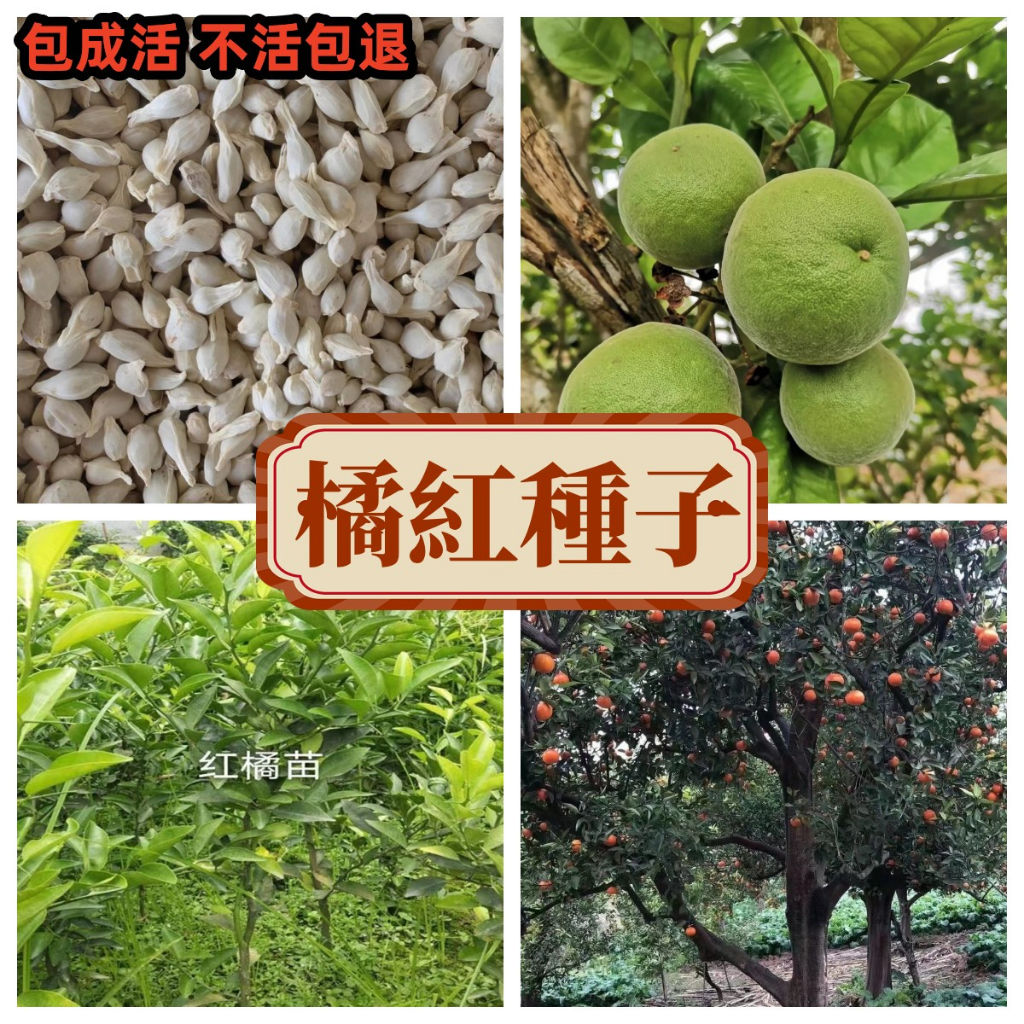 【橘紅種子】正宗化州橘紅種子 藥食兩用 泡茶 庭院盆栽可種植