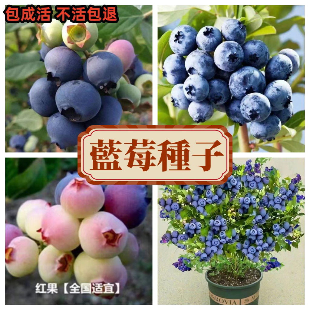 【藍莓種子】 四季可種多年生長 藍莓種子 庭院陽台盆栽種植